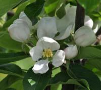 Ildrød Pigeon æbleblomster